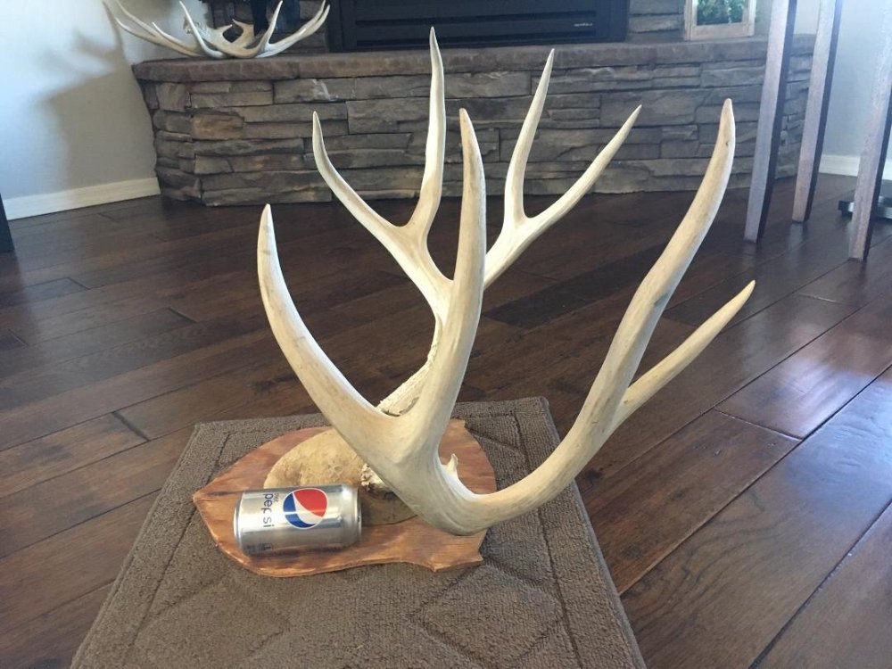 antlers xl 3.jpg