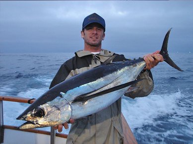 albacore-tuna3.jpg.442968ec4b251b2f8708919dd9b3f650.jpg