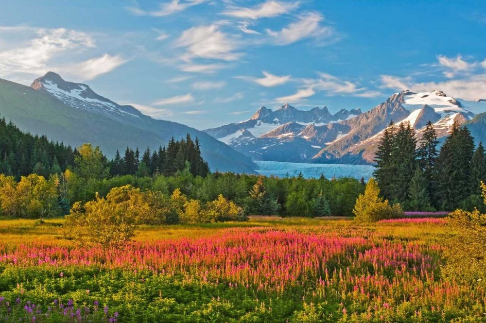 mendenhall-gletscher-fireweed.cr3600x2394-0x0.1280x0_q50.thumb.jpg.a97076a86a654332f3382684ea451f0c.jpg