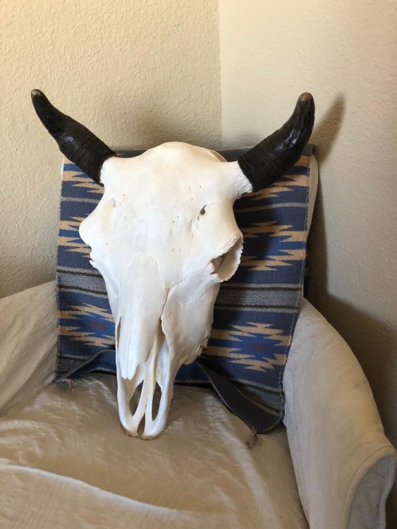 2020 Bison Skull.jpg