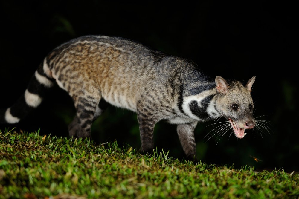 2098534032_Large_Indian_Civet_Viverra_zibetha_in_Kaeng_Krachan_national_park.thumb.jpg.51062179b7070450e8d66396dee83f66.jpg