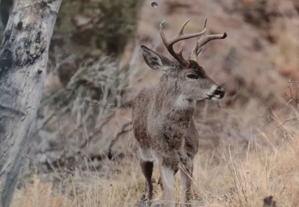 June-Coues-buck.jpg