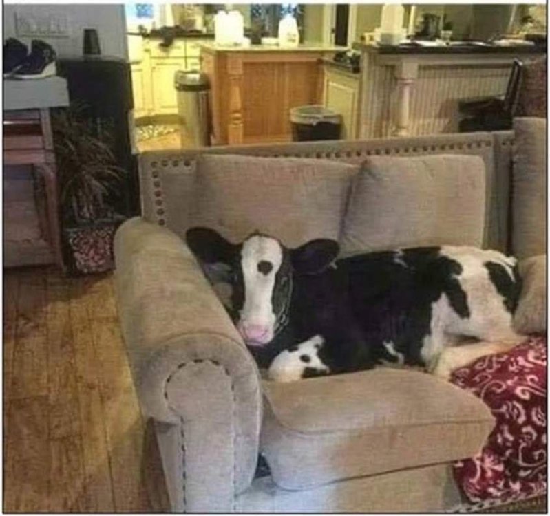 cowcouch.thumb.jpg.53defda035e6aee0bc8ac755dd0e2bbf.jpg