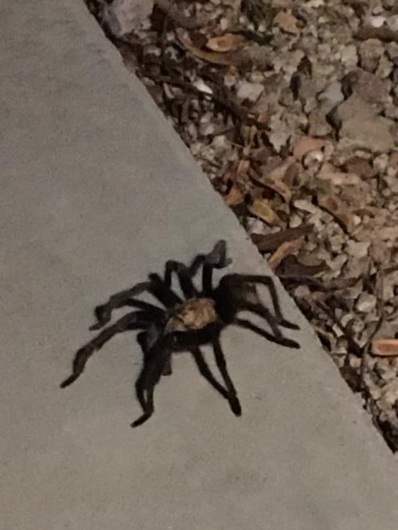 2020 Tarantula.jpg