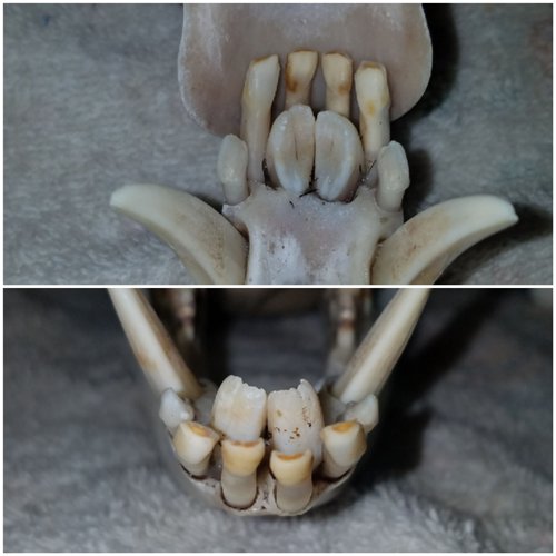 Baby teeth? - Javelina - CouesWhitetail.com Discussion forum