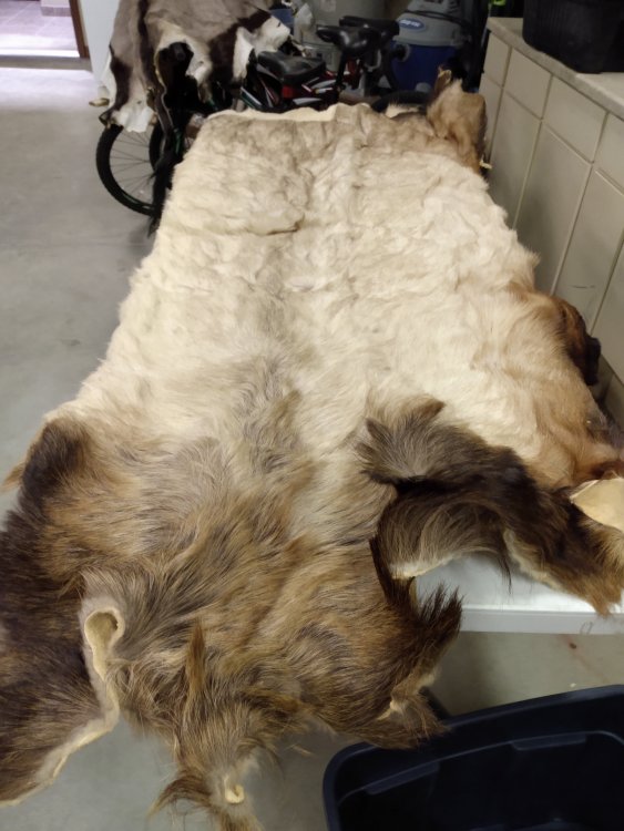 Elk Hide.jpg