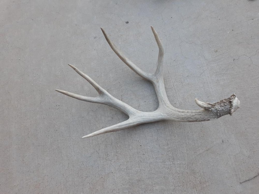 5 point mule deer antler.jpg