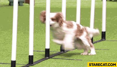 9E381B7C-7612-444A-AE76-FCB37EE34166.gif.1b15dbe489993ae86feaada63b77c17b.gif