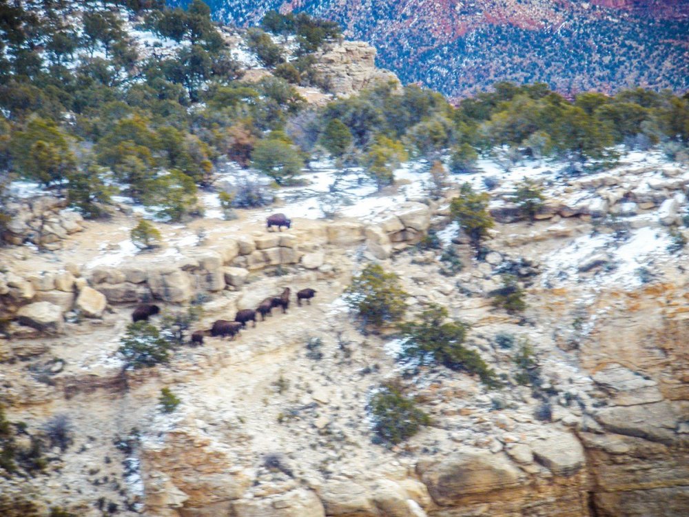 Bison_Powell_020514.jpg