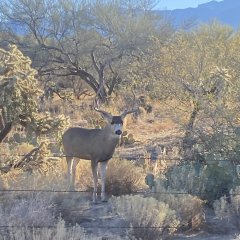 Northern buck