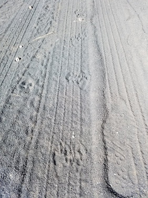 Bear Cub Tracks2 - Pintail.jpg