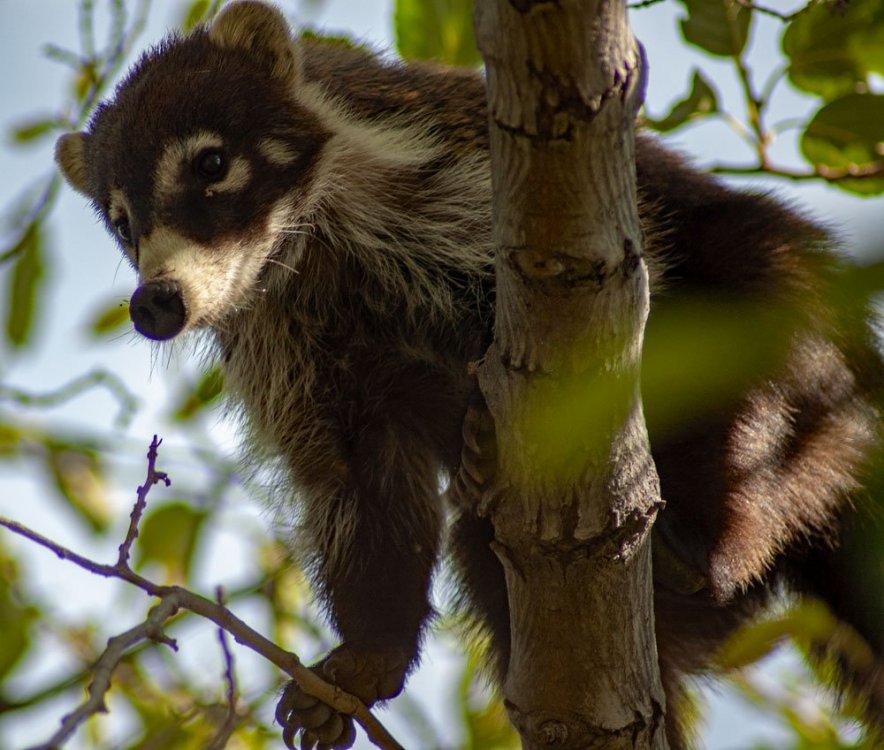 coati-good-view-of-foot-pads.jpg