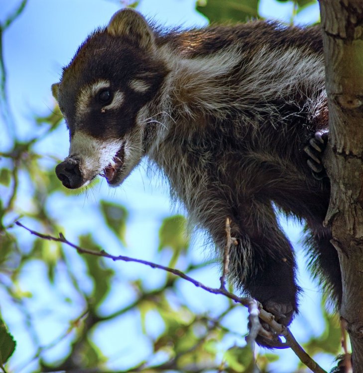 coati-in-tree-mouth-open-1.jpg