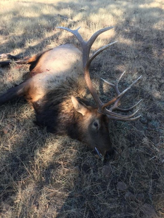 elk laying down.jpg