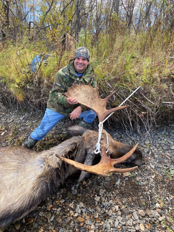 Alaska Moose 2021.jpg