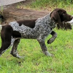 azbirddogs