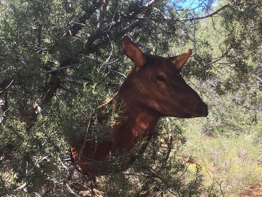 elk decoy 2.jpg