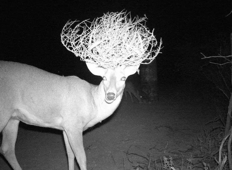 Buck-With-A-Hat-Trail-Cams-Capture-Real-Wild-Life-Photos.jpg.pro-cmg.jpg.cd15b57c0725394ba8e50a748d27e374.jpg