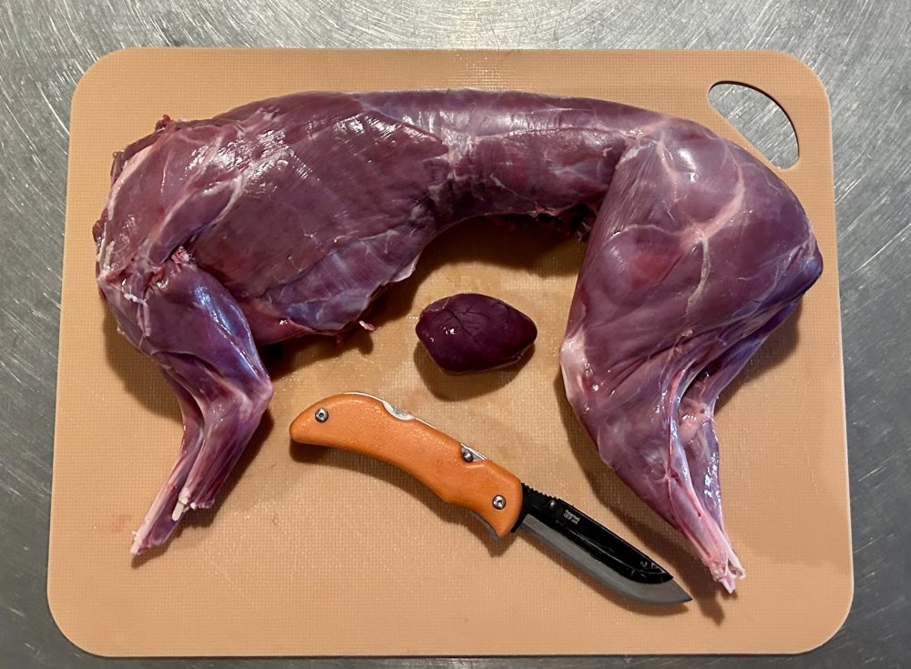 Jack rabbit.jpg