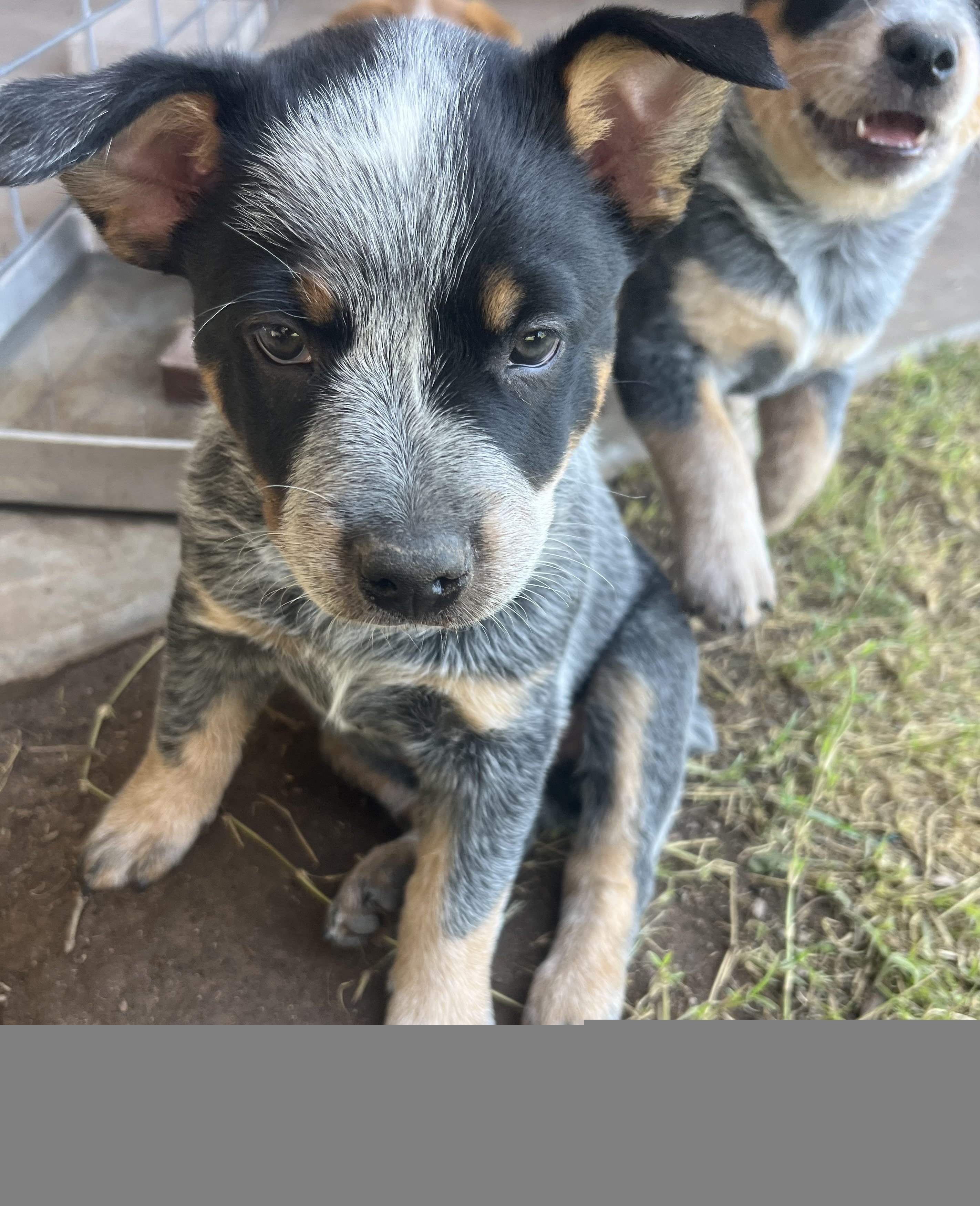 Heeler Puppies Classified Ads CouesWhitetail Discussion forum