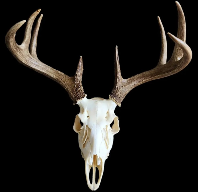 Deer 3.PNG
