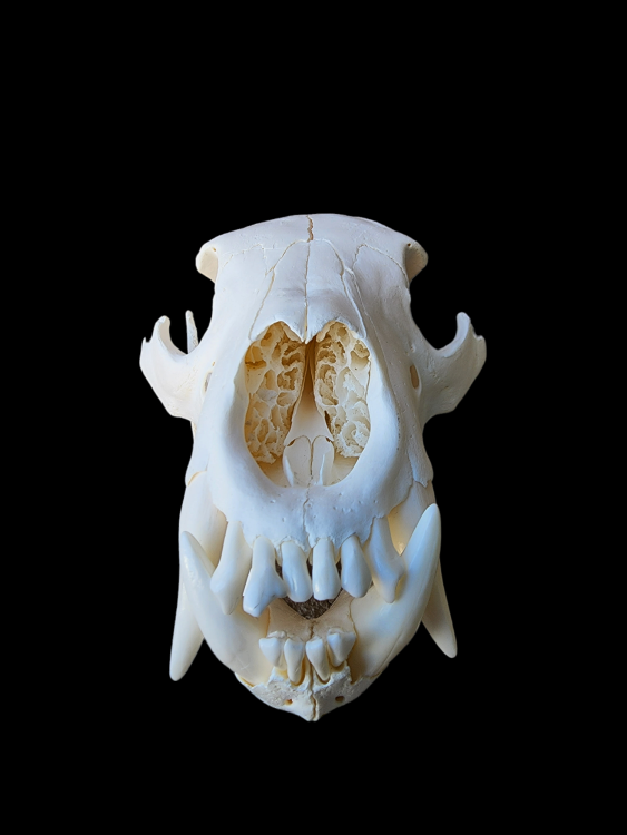 PhotoRoom-20230825_141045.thumb.png.c5b58d9b82a60ca108f0b629b54677ef.png