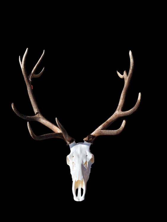PhotoRoom-20240128_124456.thumb.png.bddcea29d8d78e4bc024c639b553277f.png