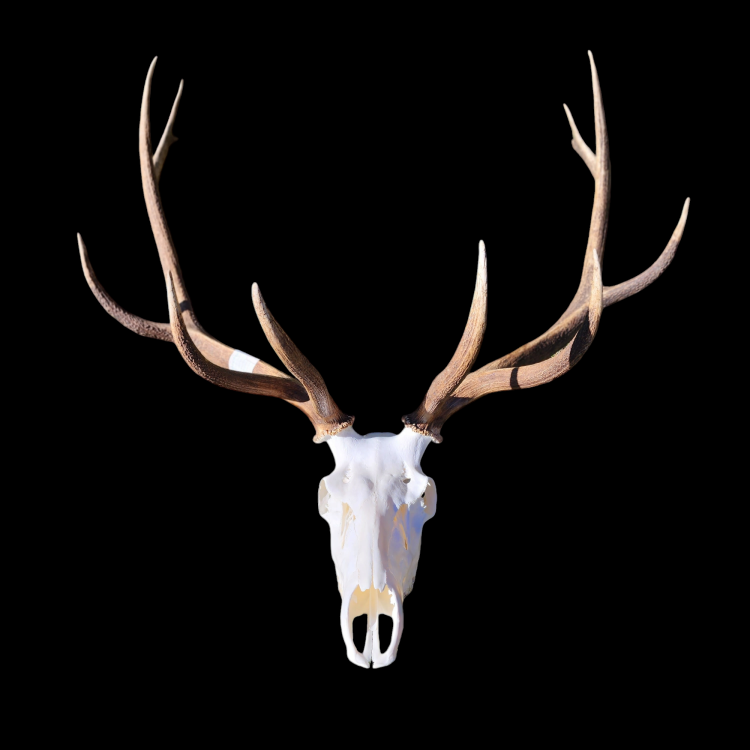Photoroom-20240914_151222.thumb.png.a576b7550610bce83d095000f9eba606.png