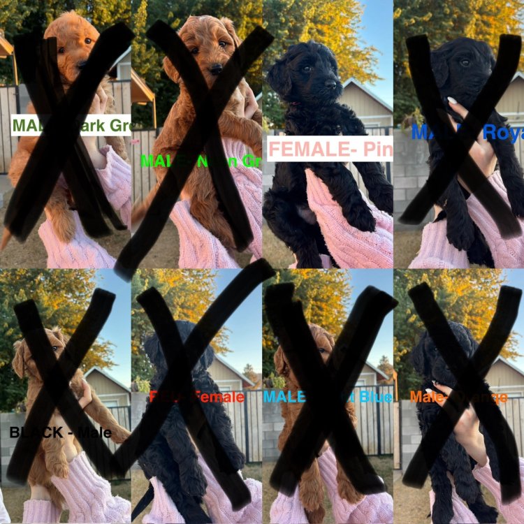 073A6C22-170D-4DBA-8FA8-ABF013EAD1AC.thumb.jpeg.9ecc1000216154443e4a167dbebab1f7.jpeg