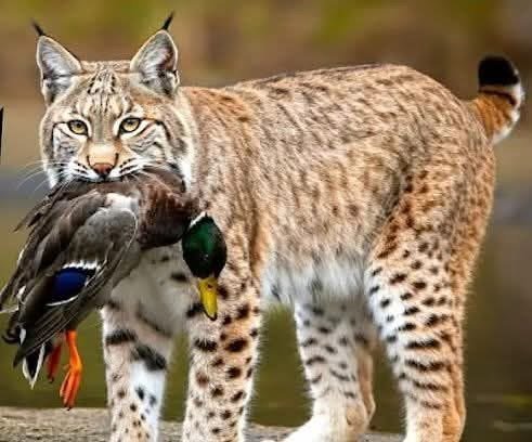 ducks.JPG.68235edcdfb423904ac197e5358ec5c5.JPG
