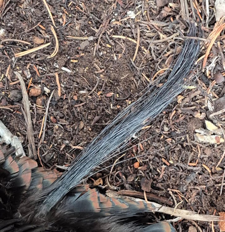 TurkeyBeard.jpg
