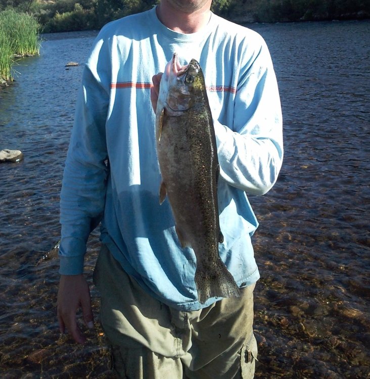 1102935152_bigTrout2.thumb.jpg.bd2858da993f6c59bae11e6165fb590a.jpg