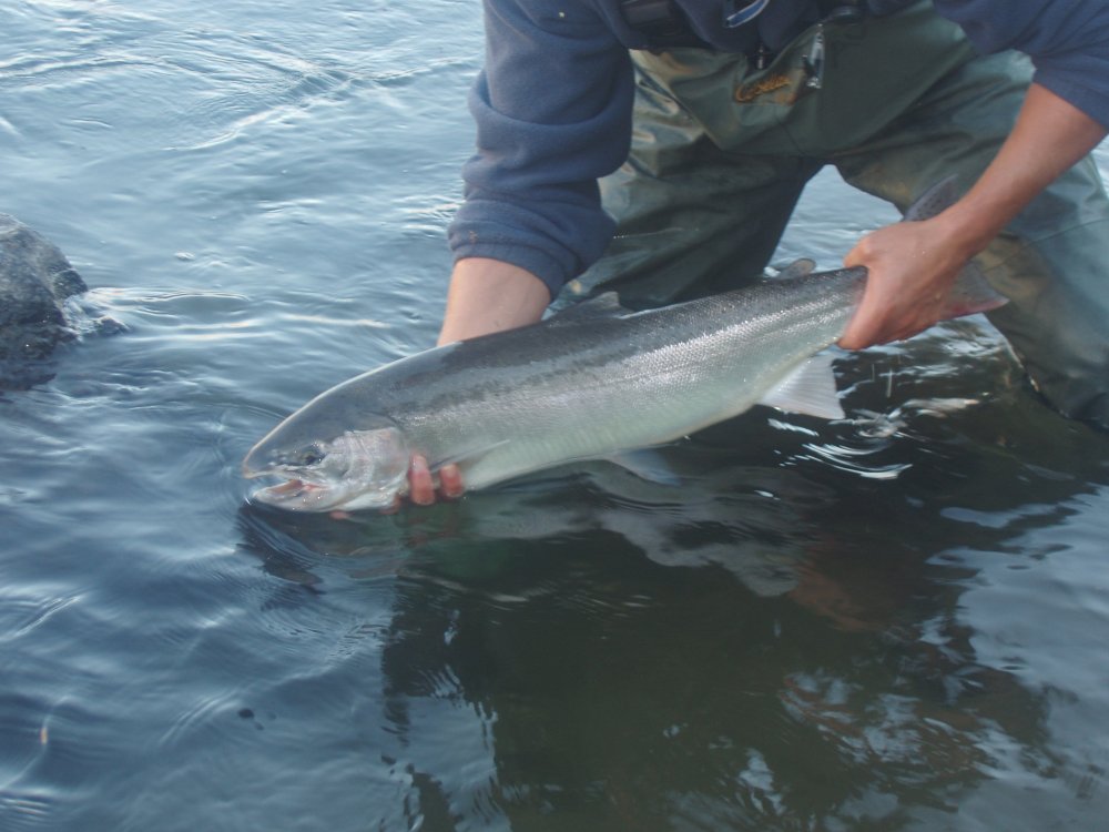 deschutesnative 008.jpg