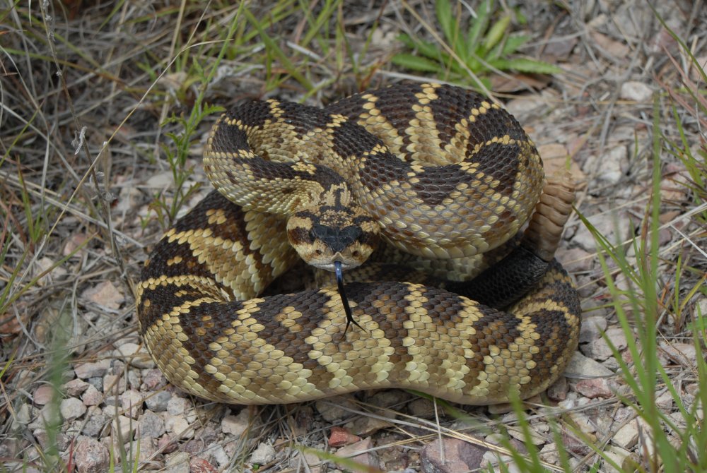 Scotia_Molossus.thumb.JPG.b5cae71373481fbb8da0497a61f98544.JPG