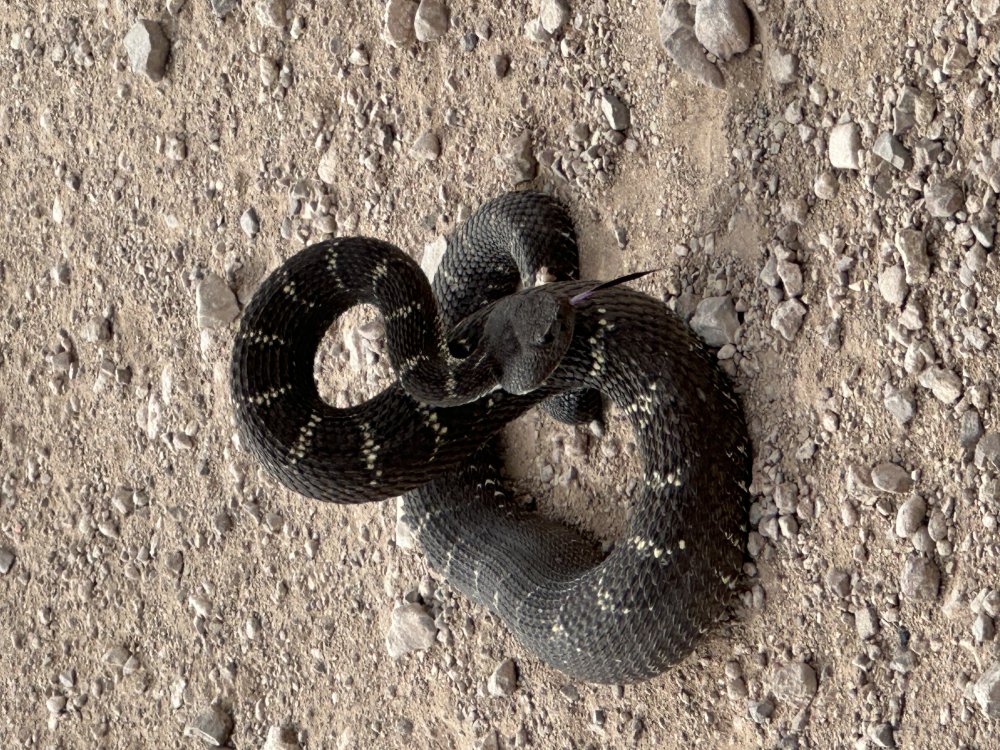 Snake_5.2_25.jpg