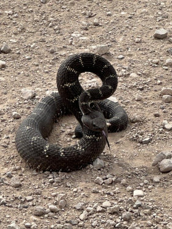 rattlesnake.jpg