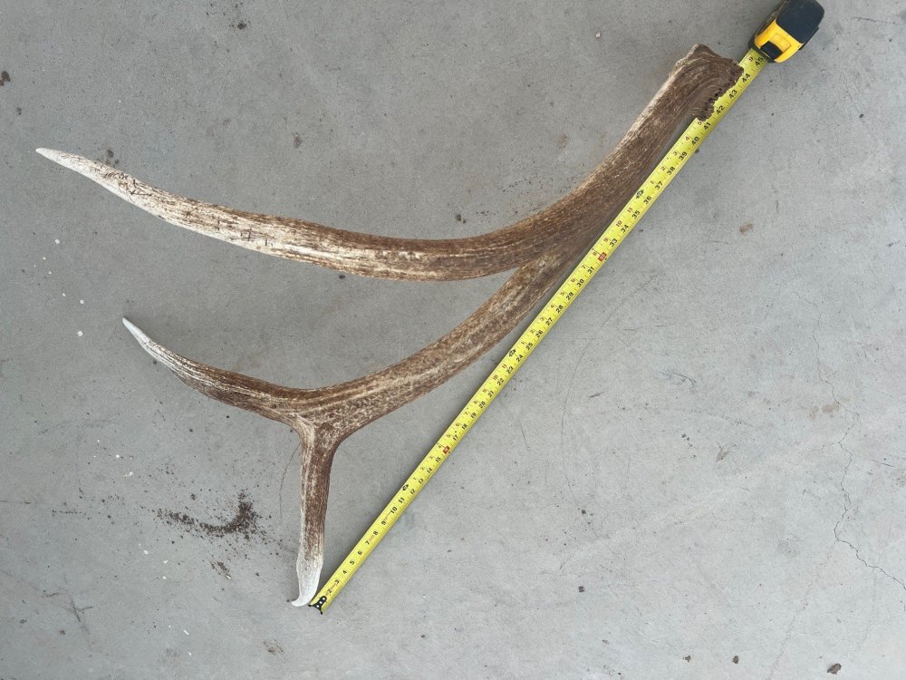 elk shed with dim.jpg