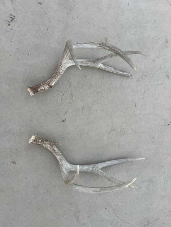 muley sheds.jpg