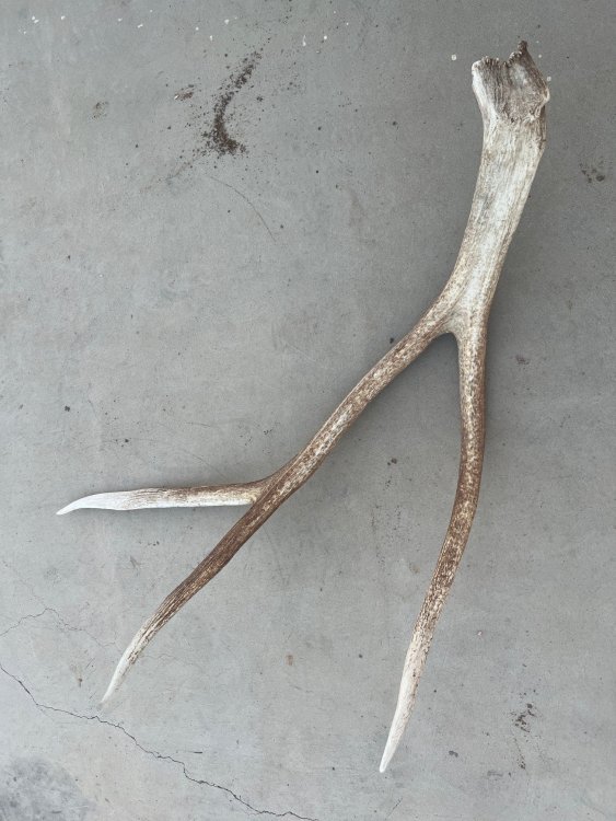 elk shed.jpg
