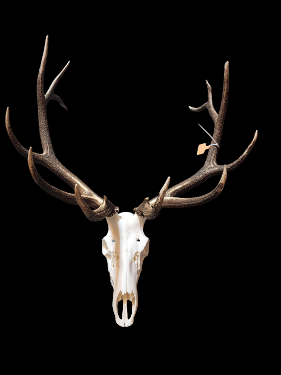 IMG_20240806_202154 (2).png