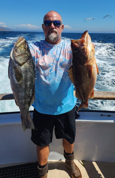 CI Calico Salmon Grouper.jpg