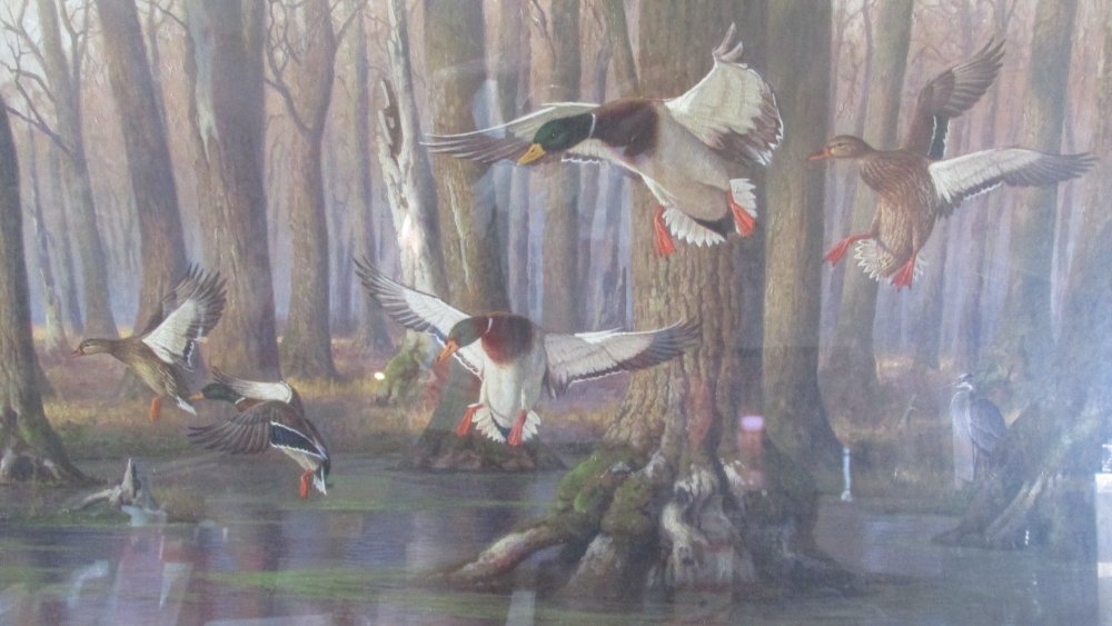 Hayden Duck Artwork (7).JPG