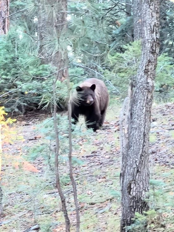 Bear.thumb.jpg.da594d2a58b466402c8182157d6f10cd.jpg