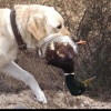 creek hunter