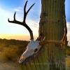 saguaroskulls