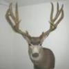 MuleyMan