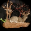 WildHeritageTaxidermy