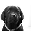 blacklab84