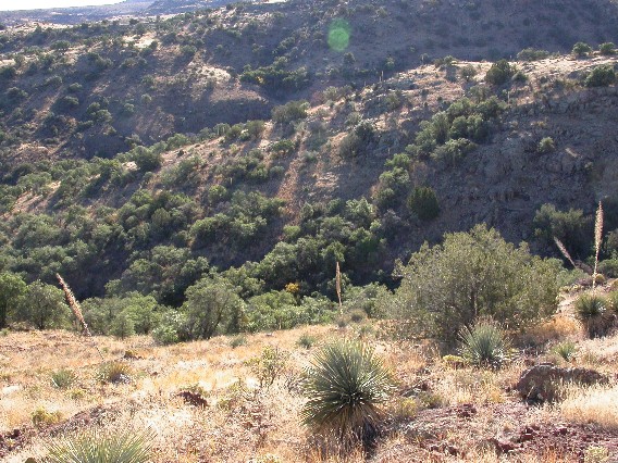 coues habitat