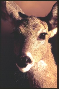 coues deer doe